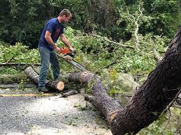 Best Tree Removal  in Lakeview Estates, GA