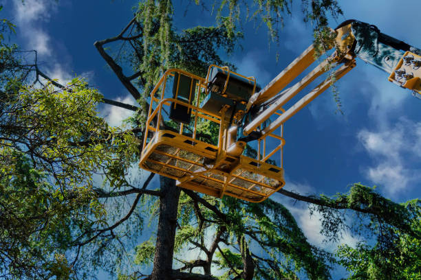 Best Tree and Shrub Care  in Lakeview Estates, GA