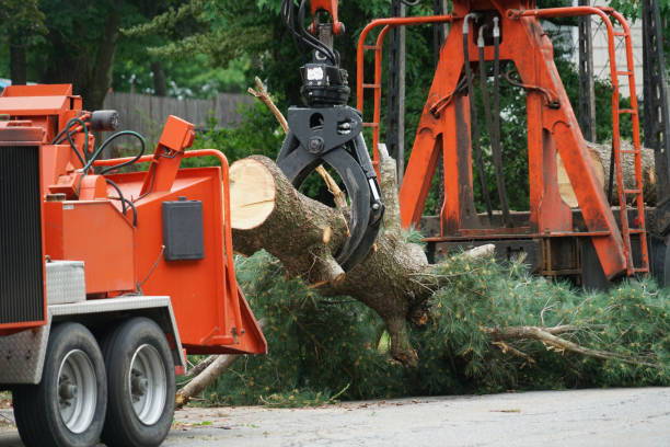 How Our Tree Care Process Works  in  Lakeview Estates, GA