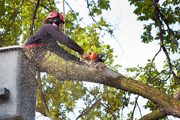Professional Tree Services in Lakeview Estates, GA